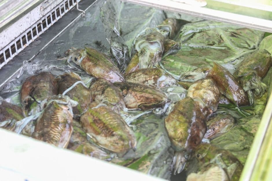 Janghang Port Seafood Festival